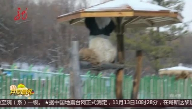 黑龙江亚布力：大熊猫雪地撒欢“乐不思蜀”