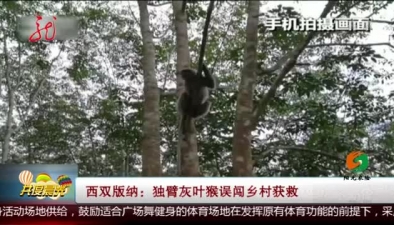 西双版纳：独臂灰叶猴误闯乡村获救