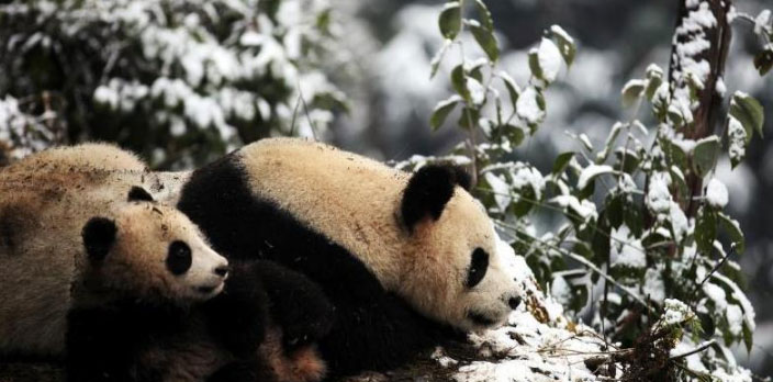四川：大熊貓“八喜”“映雪”今天將被放歸