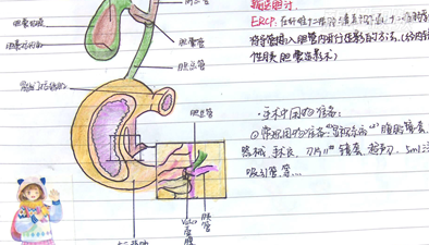 手绘人体解剖图走红网络 这个实习护士不简单