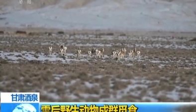 甘肅酒泉：雪後野生動物成群覓食