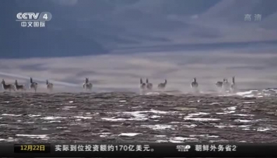 甘肅酒泉：野生動物活動場面蔚為壯觀
