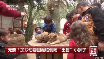 無奈！加沙動物園瀕臨倒閉 “出售”小獅子