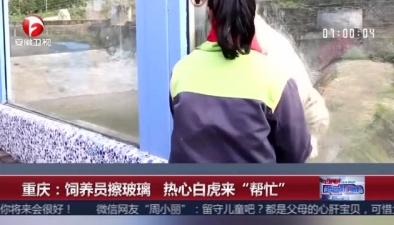 重庆：饲养员擦玻璃 热心白虎来“帮忙”