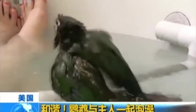 美國：和諧！鸚鵡與主人一起泡澡