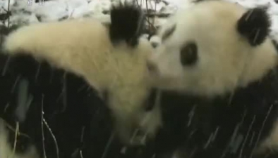 奧地利維也納動物園熊貓寶寶雪中撒歡