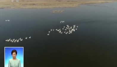 新聞現場：500多只大天鵝 飛抵桑幹河
