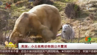 英國：小北極熊動物園公開露面
