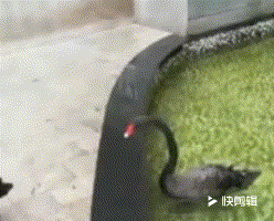 小短腿很苦惱：為了上岸 黑天鵝使盡招數