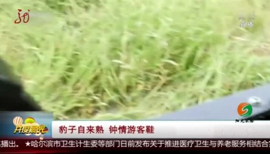 豹子自来熟 钟情游客鞋