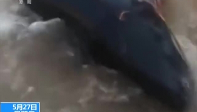 廣東惠州：侏儒抹香鯨擱淺 遊客推回大海
