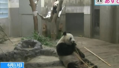 日本出生大熊貓“香香”一周歲慶生