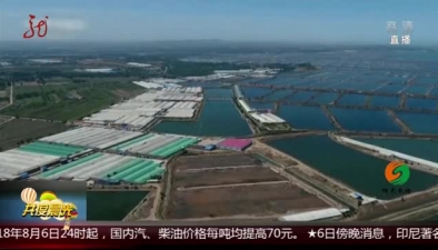 遼寧：持續高溫 池養海參“熱化了”