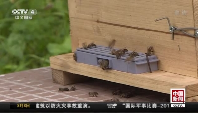 重庆城口上演现实版&ldquo;熊出没&rdquo;