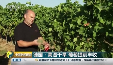 德国：高温干旱 葡萄提前丰收