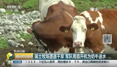 瑞士牧场遭遇干旱 军队用直升机为奶牛送水