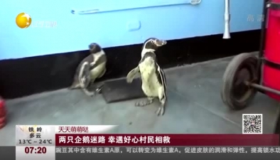 天天萌萌噠：兩只企鵝迷路 幸遇好心村民相救