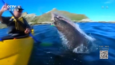 圍觀海豹覓食 新西蘭男子“慘遭打臉”