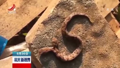 美國弗吉尼亞州發現“雙頭蛇”