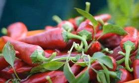 秋收时节 这里美得&ldquo;辣眼睛&rdquo;