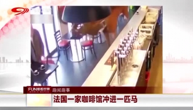 法国一家咖啡馆冲进一匹马