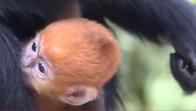 贵州：首次拍到黑叶猴集体进出洞过程