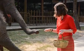 勐巴拉娜西！“洋记者”带你游西双版纳