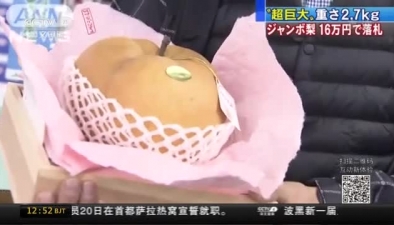 日本超大梨拍卖 一个近万人民币