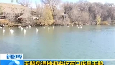 新疆伊犁：天鵝泉濕地迎來近百只疣鼻天鵝