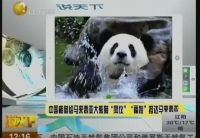 中国租借给马来西亚大熊猫“凤仪”“福娃”抵达马来西亚