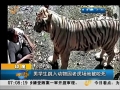 印度：男學生跳入動物園老虎場地被咬死