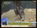 澳大利亞：國寶助興峰會考拉提前受培訓