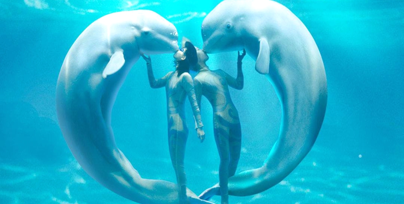 新华全景VR身临“奇”境 极地白鲸上演“海洋之心”