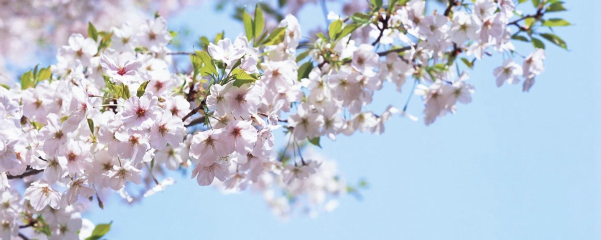 新华VR探访鹤壁樱花节 与春天来一场浪漫约会