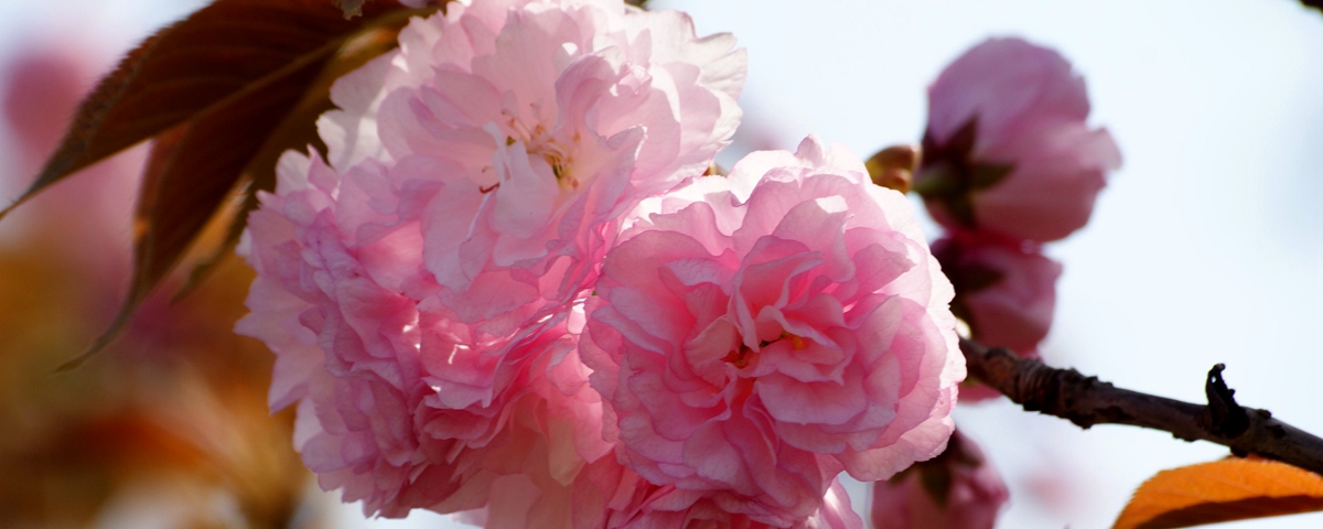 春正好 花枝俏——VR全景共赏“花花”世界