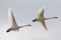 探访加拿大安省的&ldquo;天鹅湖&rdquo;