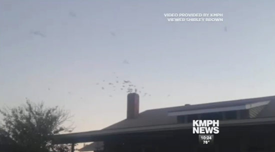 女子家中飞进200余燕子花一小时整理鸟屎（图）