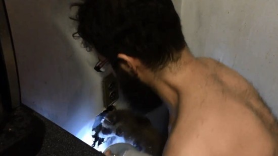 5周大小浣熊被卡墙壁内好心夫妇凿墙营救（图）