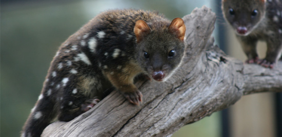 澳洲有袋类动物数量急剧下降或因野猫捕食造成