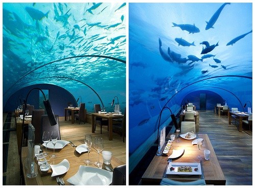 客人可在这里与鲨鱼、黄貂鱼以及海龟等水下生物共进晚餐。