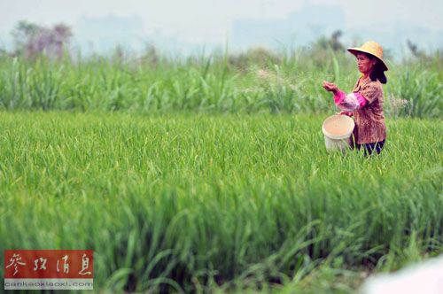 5月5日，海口市石山镇文风村农民给扬花抽穗的水稻施肥。新华社发（潘华清 摄）