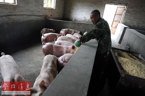 资料图片：2014年5月6日，吕梁市临县南庄专业养殖合作社饲养员正在喂猪。新华社记者 范敏达 摄