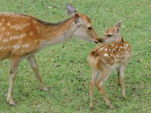 日本奈良公园鹿宝宝降生蹒跚学步惹人怜爱(图)