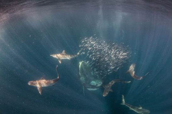 摄影师“鲸口逃生”:巨鲸扑面而来掉头而去(图)