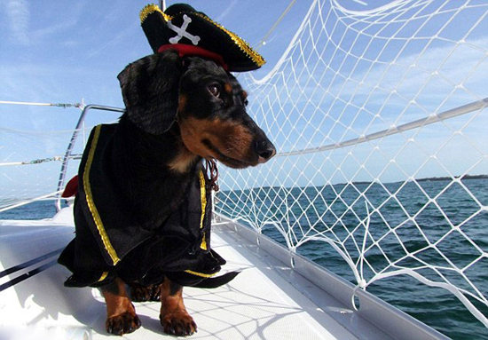 主人带爱犬环岛旅行狗狗上演华丽变装秀（组图）