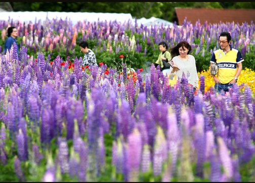 日本滋贺县鲁冰花盛开琵琶湖被染成紫色（图）