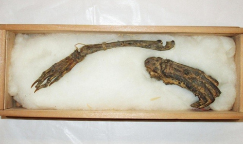 日本宫崎县公开&ldquo;河童手足&rdquo;真伪不明引关注