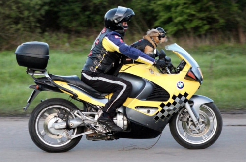 “史迪奇”和主人骑摩托车兜风