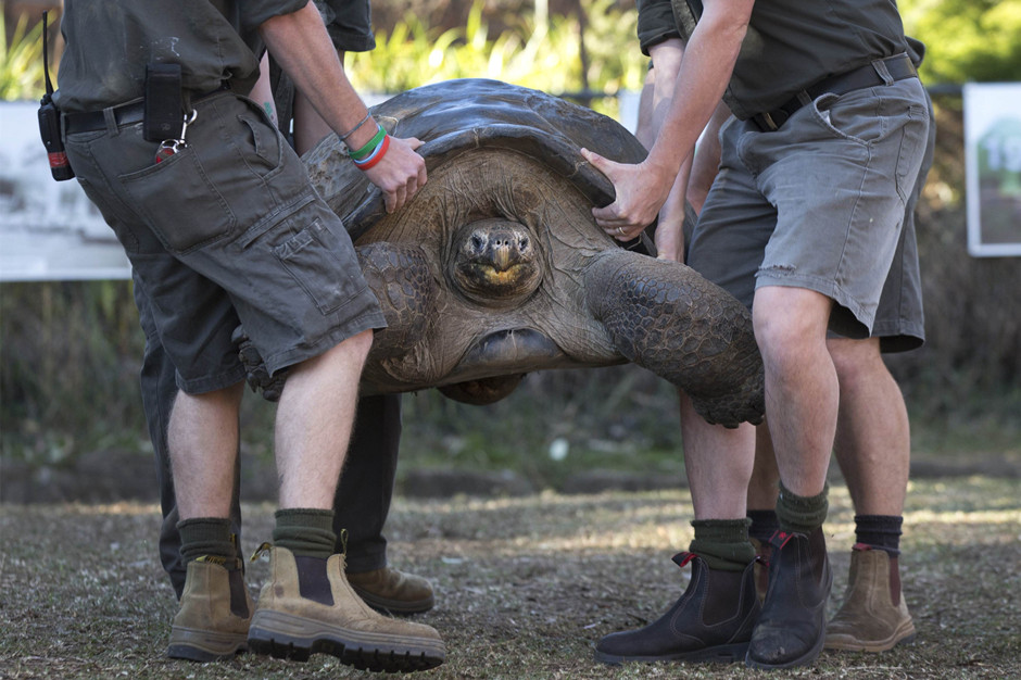 63岁加拉帕戈斯陆龟重达166公斤