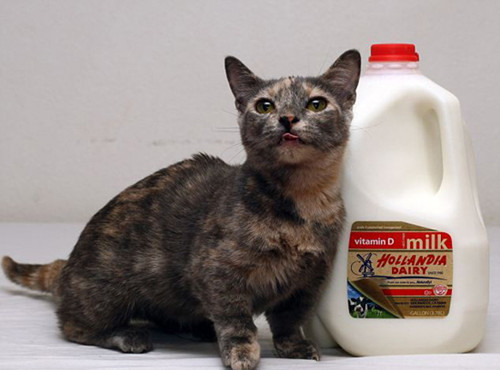 美国小猫身高12.7厘米或成世界最矮成年猫（图）